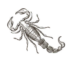 7 Interesting Facts About Scorpions Allied Pest Solutions Allied Pest Solutions