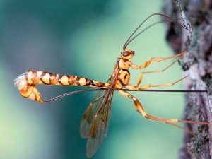 Horntail Wasps