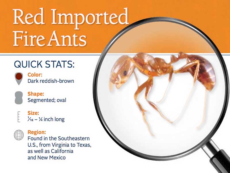 Red Imported Ants