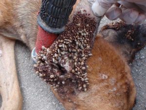 Tick Infested Dog