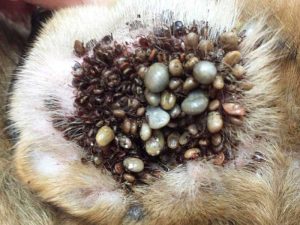 Tick Infested Dog