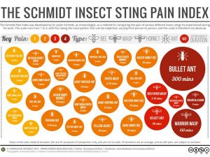 Schmidt Pain Chart