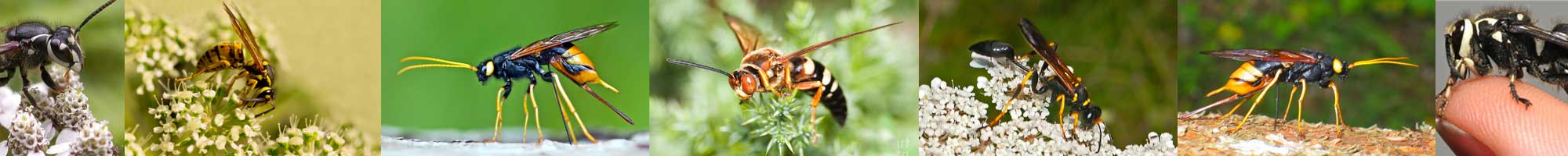 Wasp and hornet control