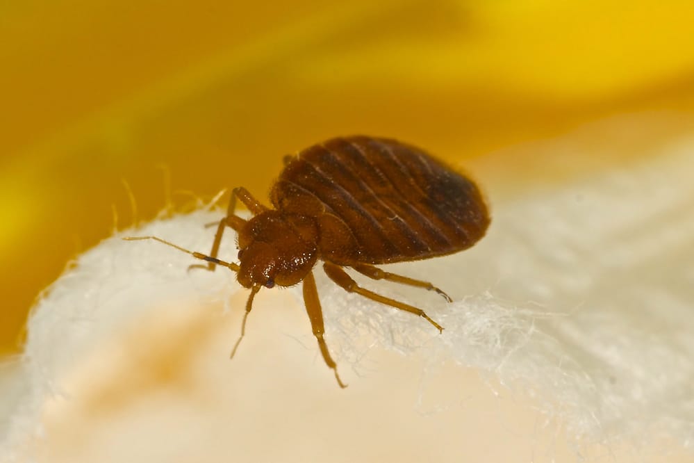 Bed Bugs Prevention